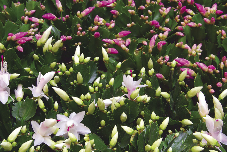 Close up of several cactus plants with pink and white blooms.